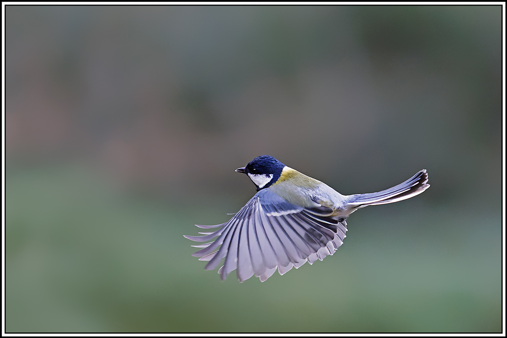mesange_charbonniere(Parus-major)(1080).jpg