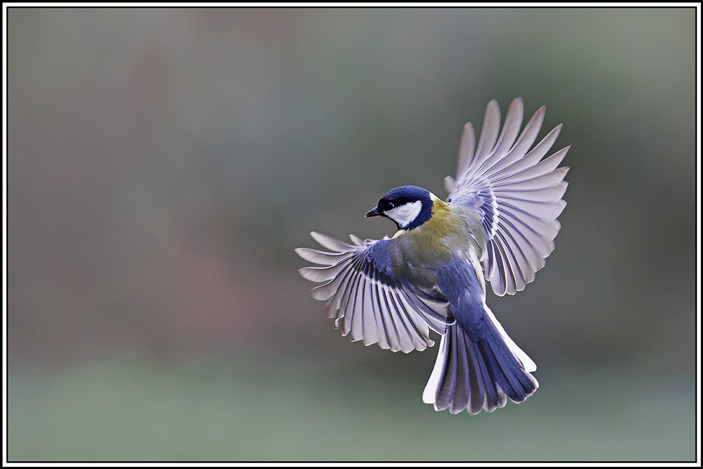 mesange_charbonniere(Parus-major)(1081).jpg