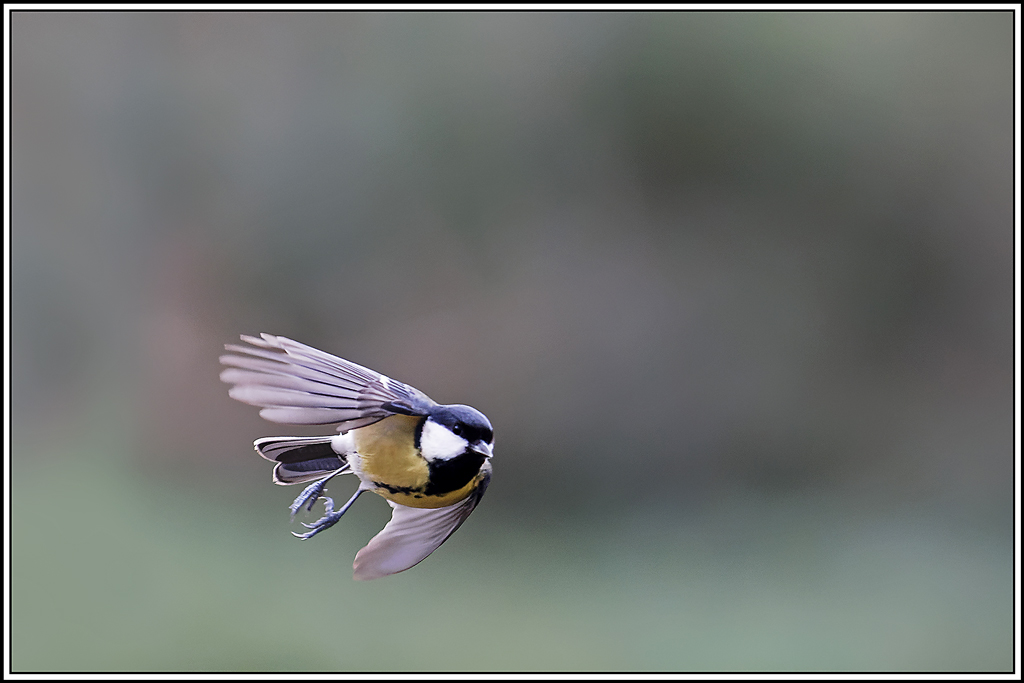 mesange_charbonniere(Parus-major)(1086).jpg