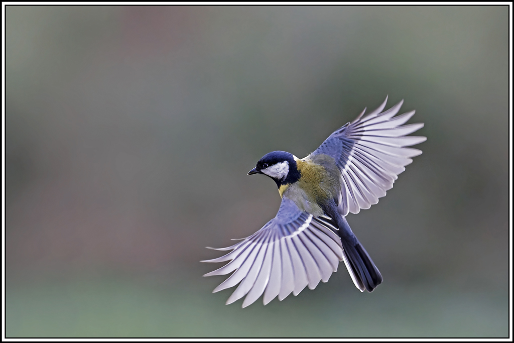 mesange_charbonniere(Parus-major)(1082).jpg