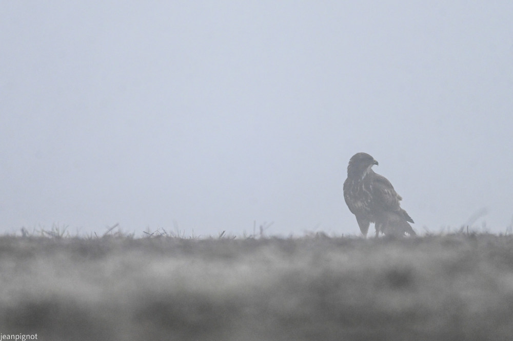 DSC_9009_001DSC_9009.JPG