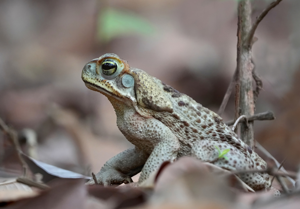 147 Crapaud - (t).JPG