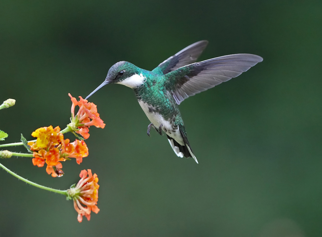 160.Colibri à gorge blanche - Macu lodge(t).JPG