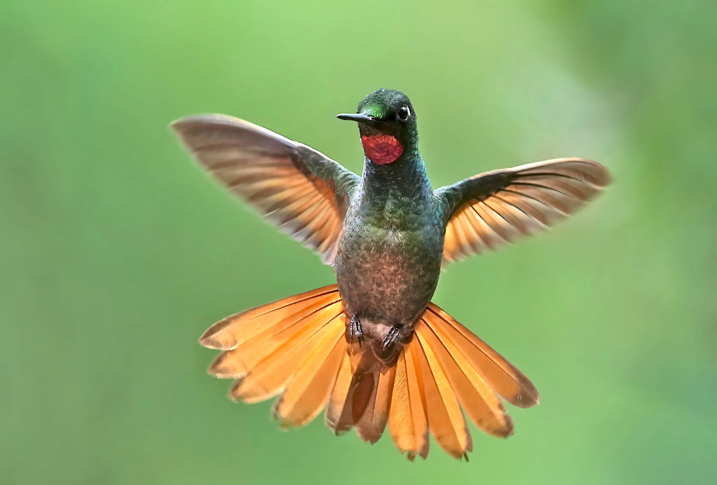161 Colibri ruby émeraude - Macuquinho lodge(t).JPG