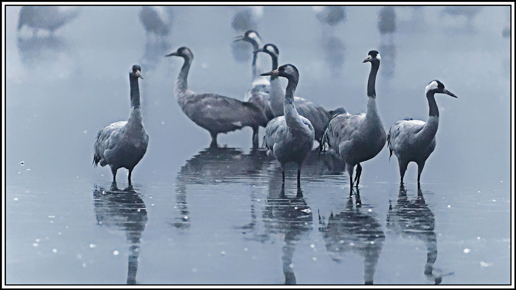 grue_cendree(1070)original.jpg