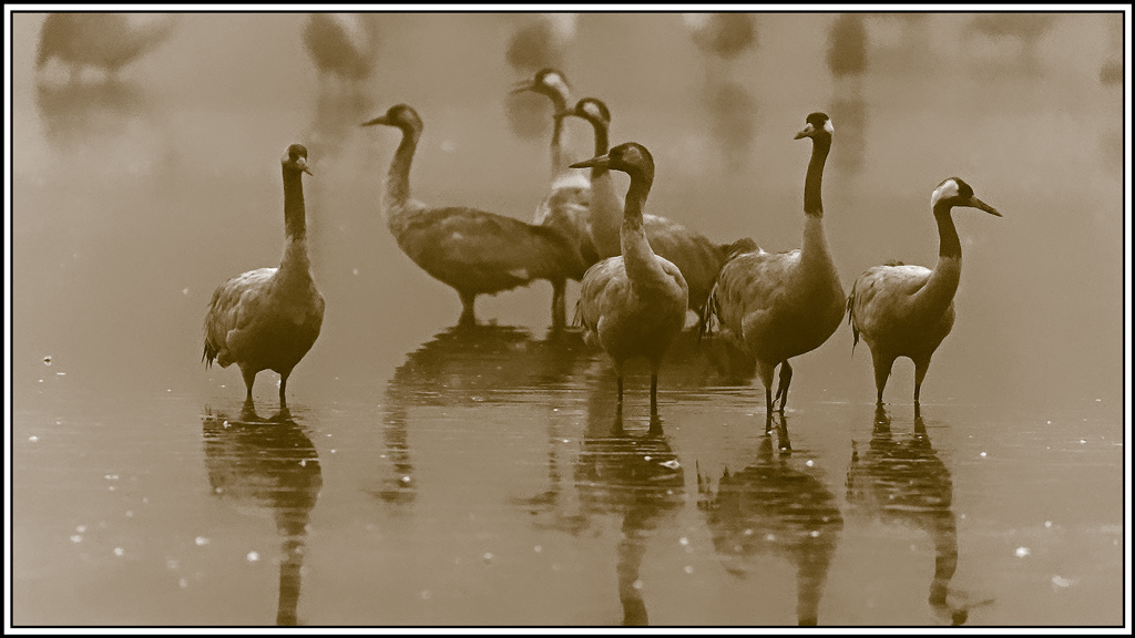 grue_cendree(1070sepia.jpg