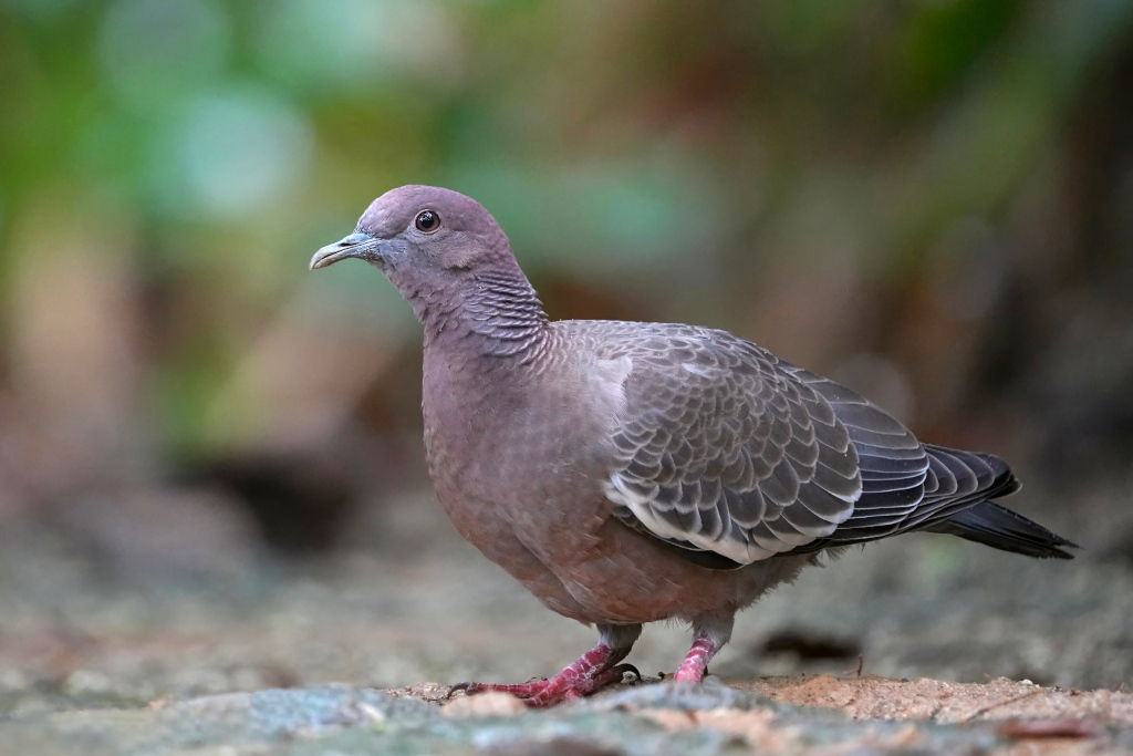 176 Pigeon picazuro - Macuquinho l(t).JPG