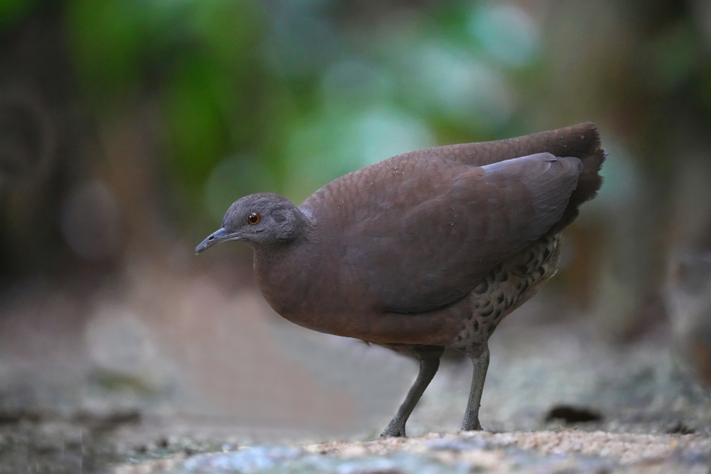177 Tinamou brun - Macuquinho l(t).jpeg