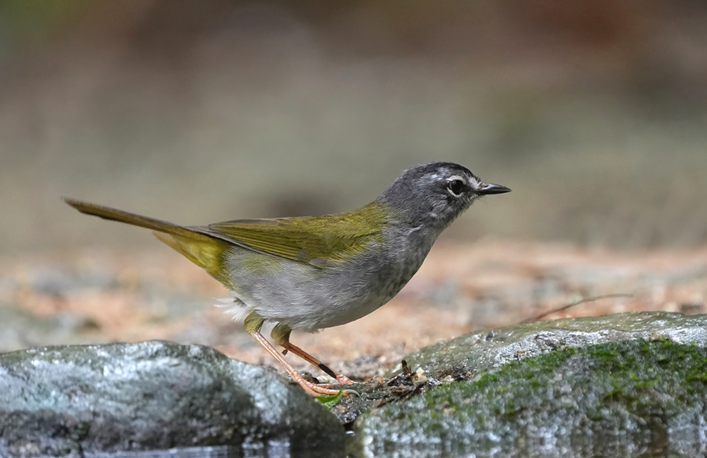 178 Paruline à paupières blanches - Macuquinho(t).JPG
