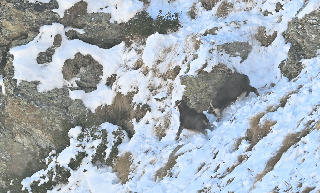 ZSC_1241.jpg