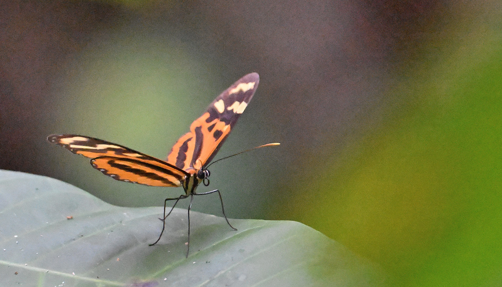 ZSC_7544.jpg