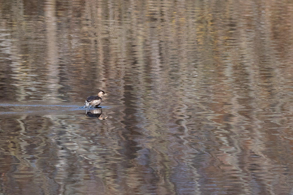 grebe castagneux-1.jpg