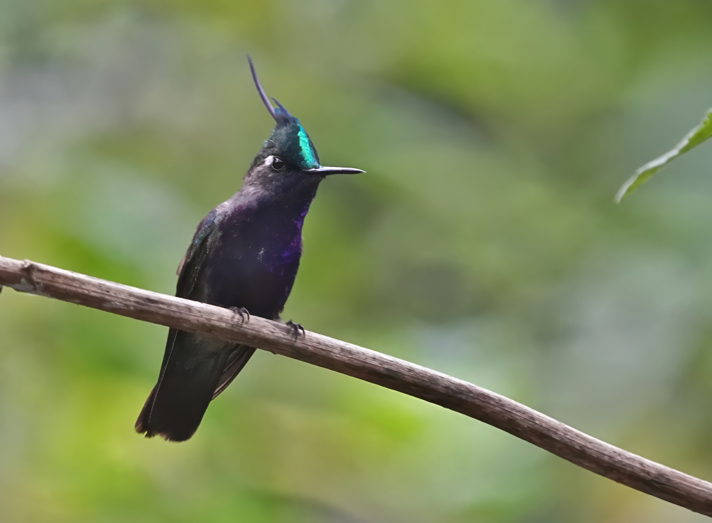 202 Colibri de Delalande - Itataia(t).JPG