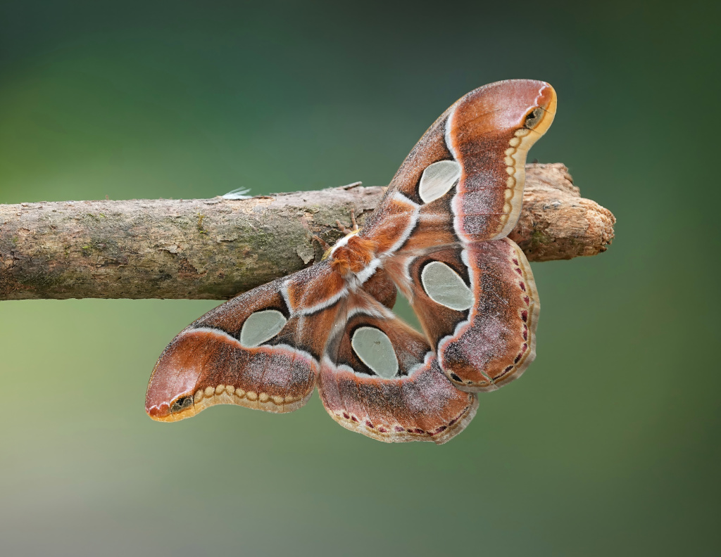 203 Papillon géant - ItatiaiaNP(t).JPG