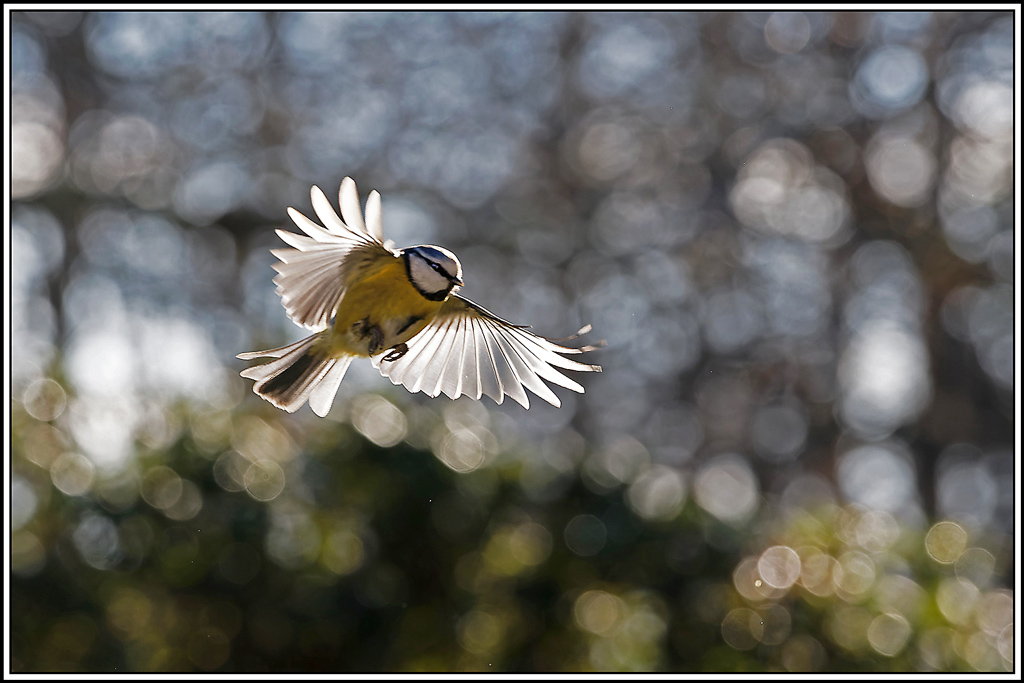 mesange_bleue(Parus-caeruleus)(826).jpg