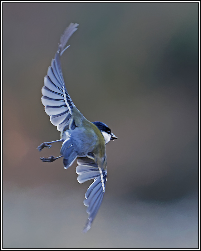 mesange_charbonniere(Parus-major)(1087).jpg