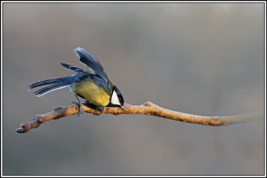 mesange_charbonniere(Parus-major)(1091).jpg