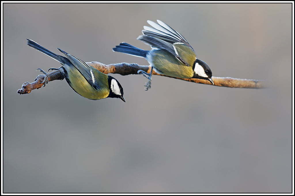 mesange_charbonniere(Parus-major)(1097).jpg