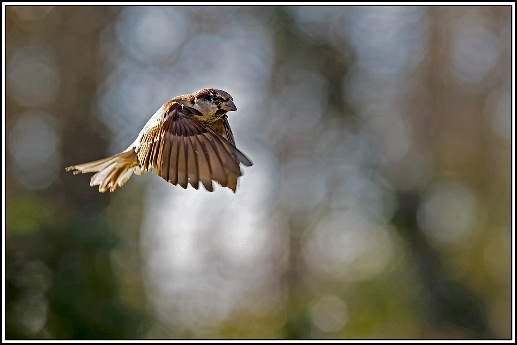 moineau_domestique(80).jpg