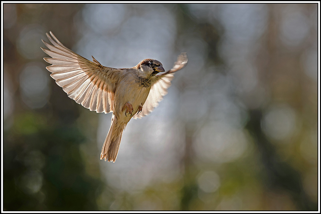 moineau_domestique(81).jpg