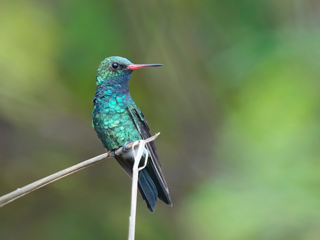 211.Emeraude splendide mâle - Itatiaia(t).JPG
