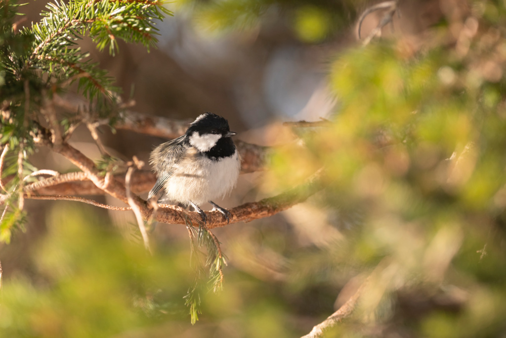 _DSC7599_DxO.jpg