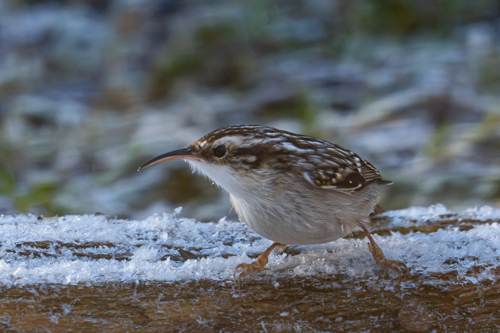 Grimp bois 2024_2.jpg