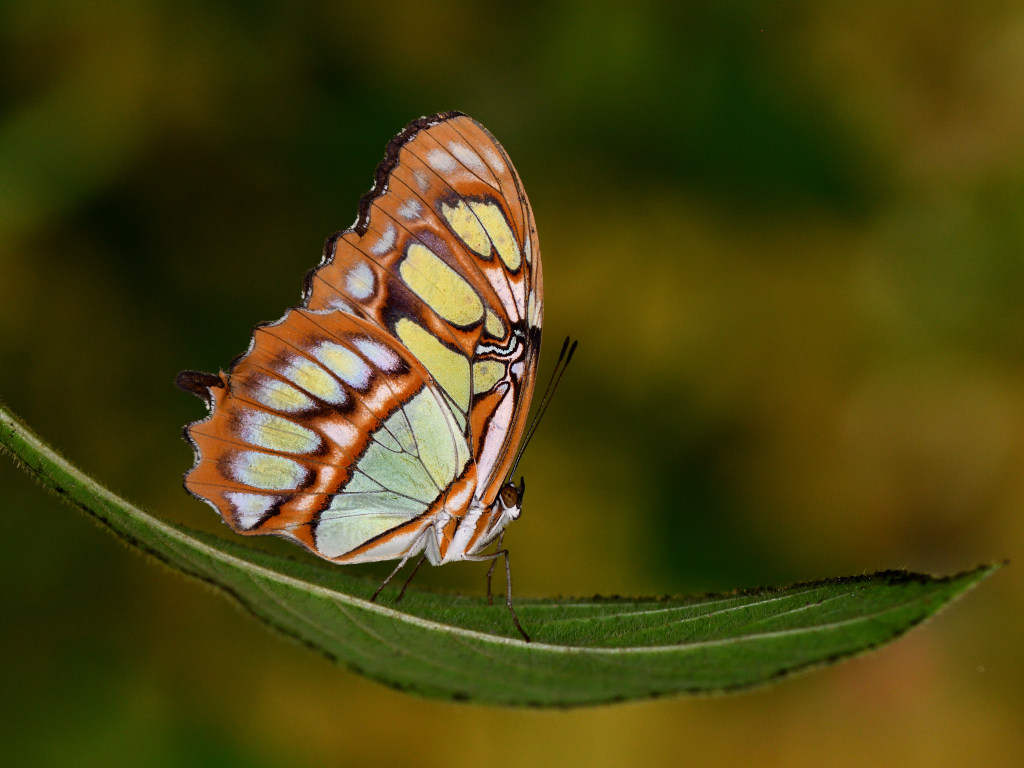DSC_1499.JPG