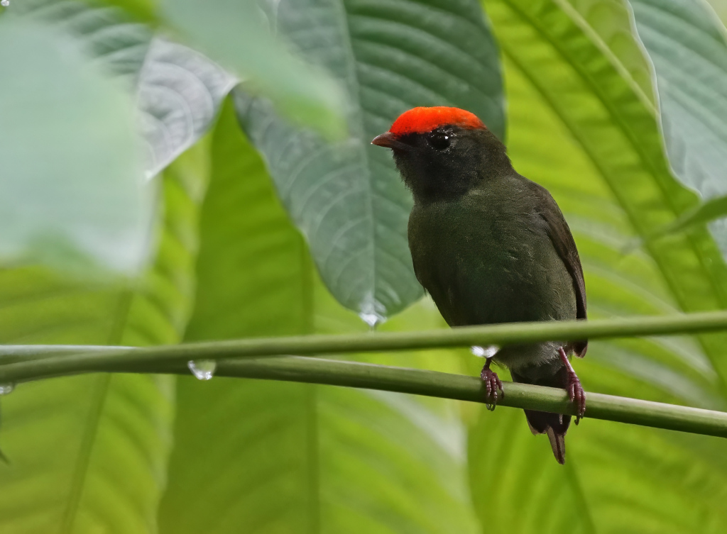 217 Manakin à longue queue mâle - Itatiaia(t).JPG