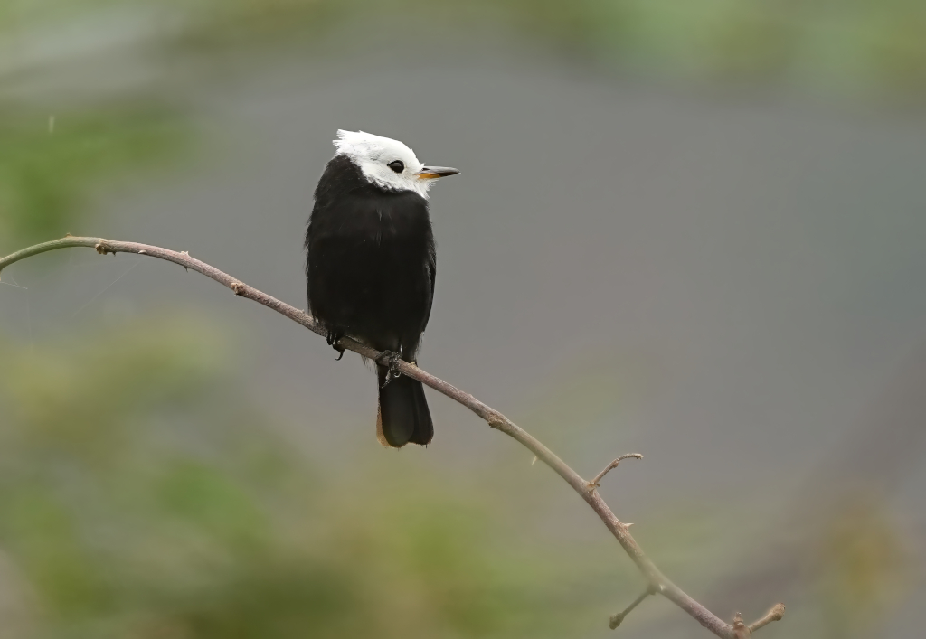 224 Moucherolle à tête blanche - Itatiaia.JPG