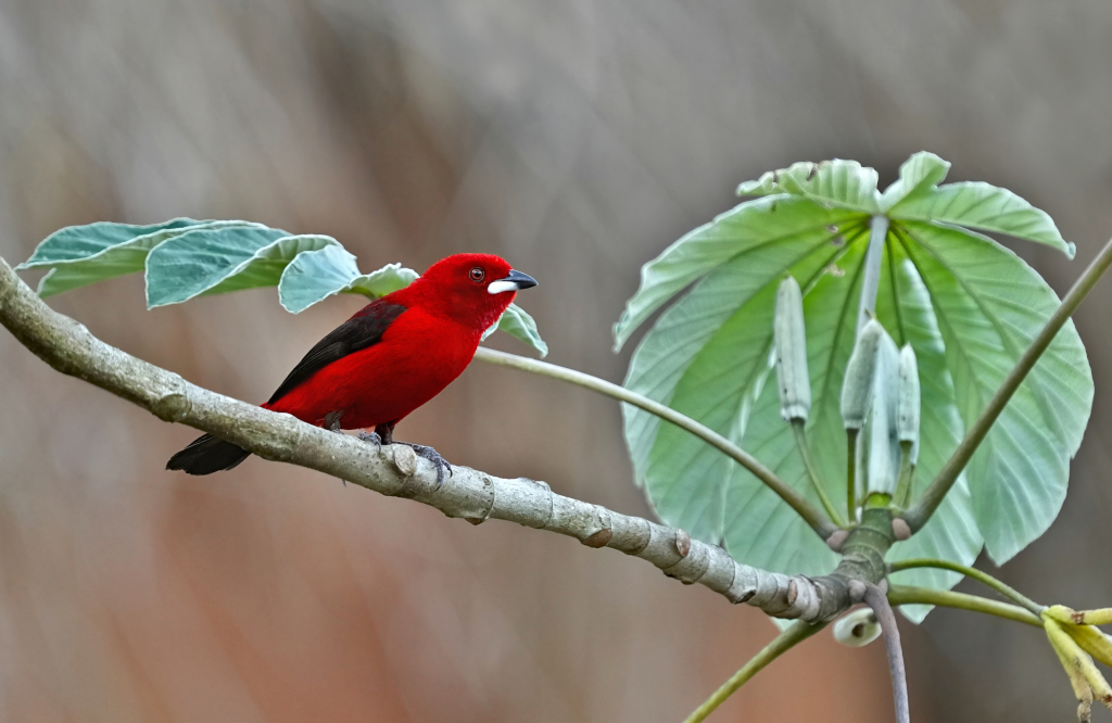 228 Tangara du Brésil mâle - Itatiaia.(t).JPG
