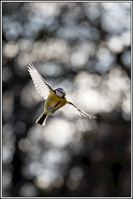 mesange_bleue(Parus-caeruleus)(836).jpg