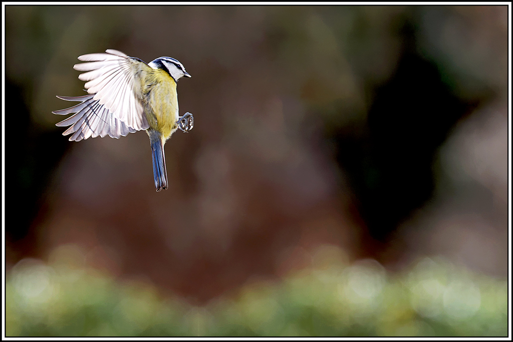 mesange_bleue(Parus-caeruleus)(830).jpg