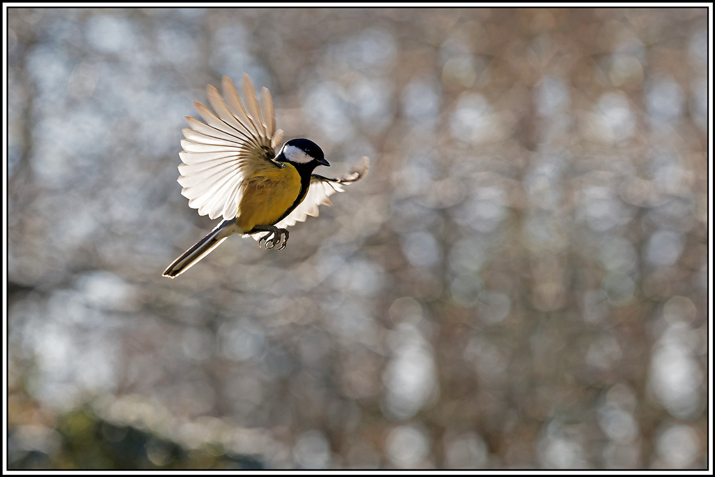 mesange_charbonniere(Parus-major)(1111).jpg