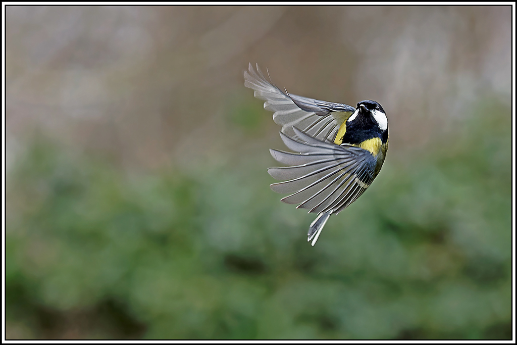 mesange_charbonniere(Parus-major)(1120).jpg