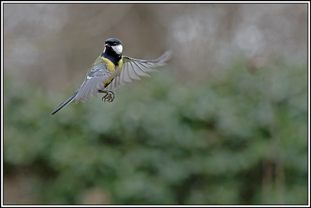 mesange_charbonniere(Parus-major)(1127).jpg