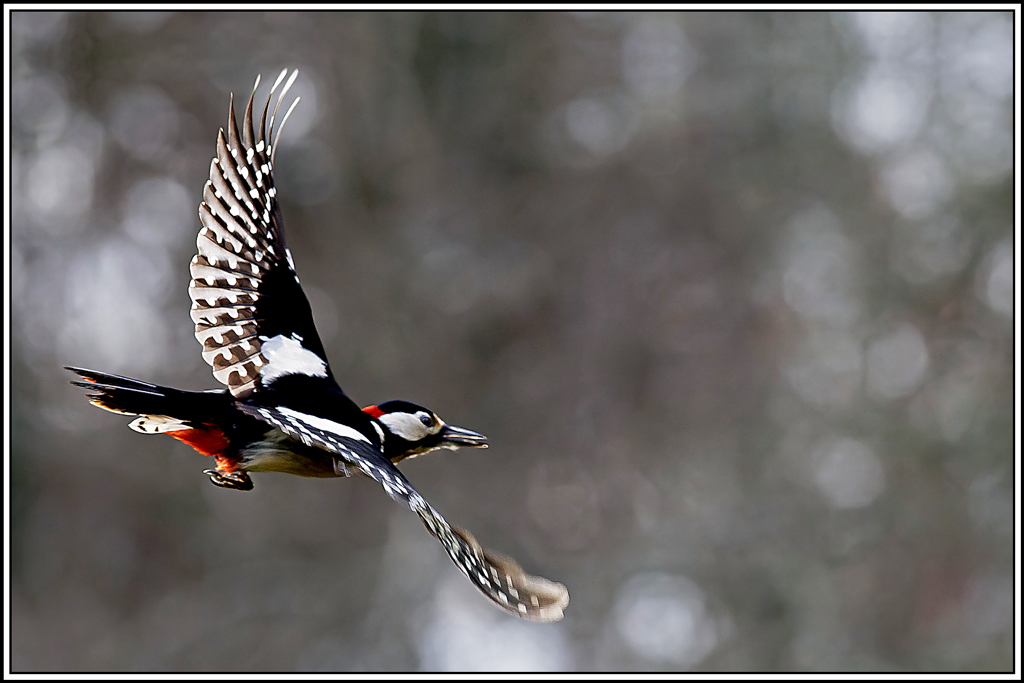 pic-epeiche(642)biosphoto.jpg