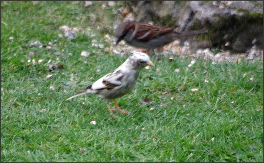 IMGP1426.JPG