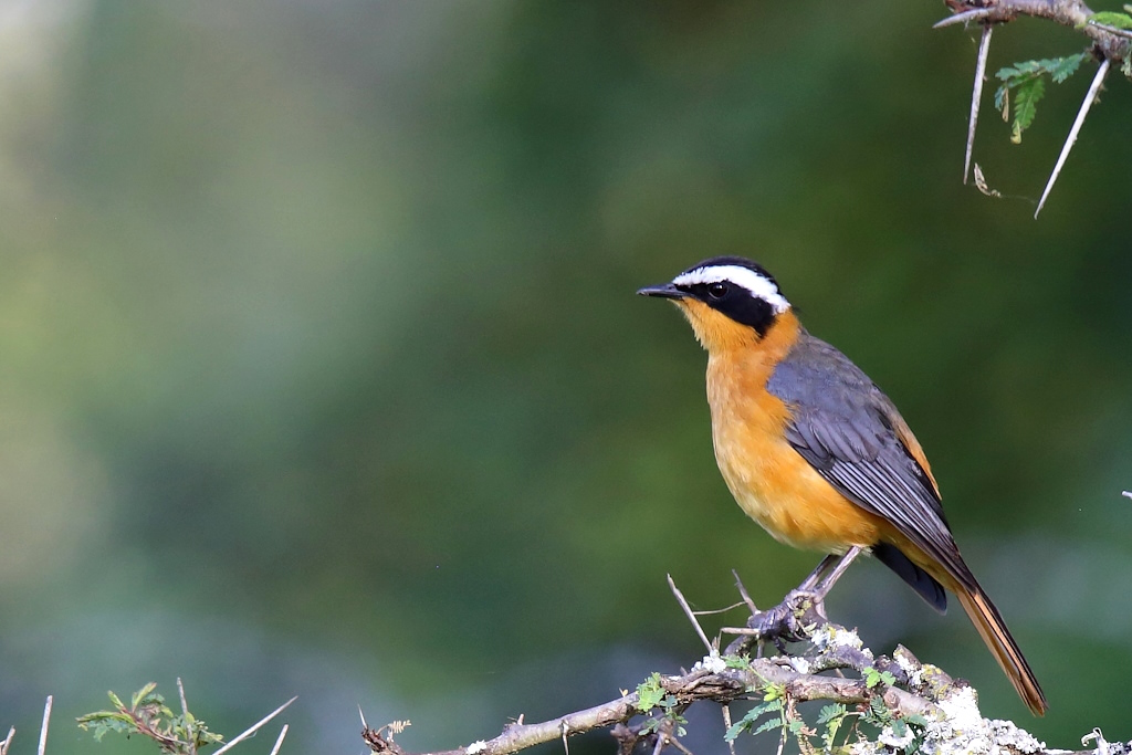 011 Cossyphe de Heuglin.jpg