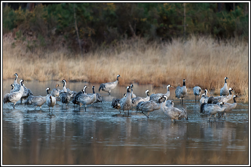 grue_cendree(1104).jpg