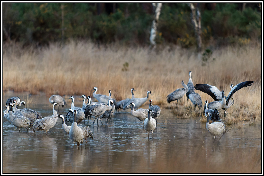 grue_cendree(1106).jpg