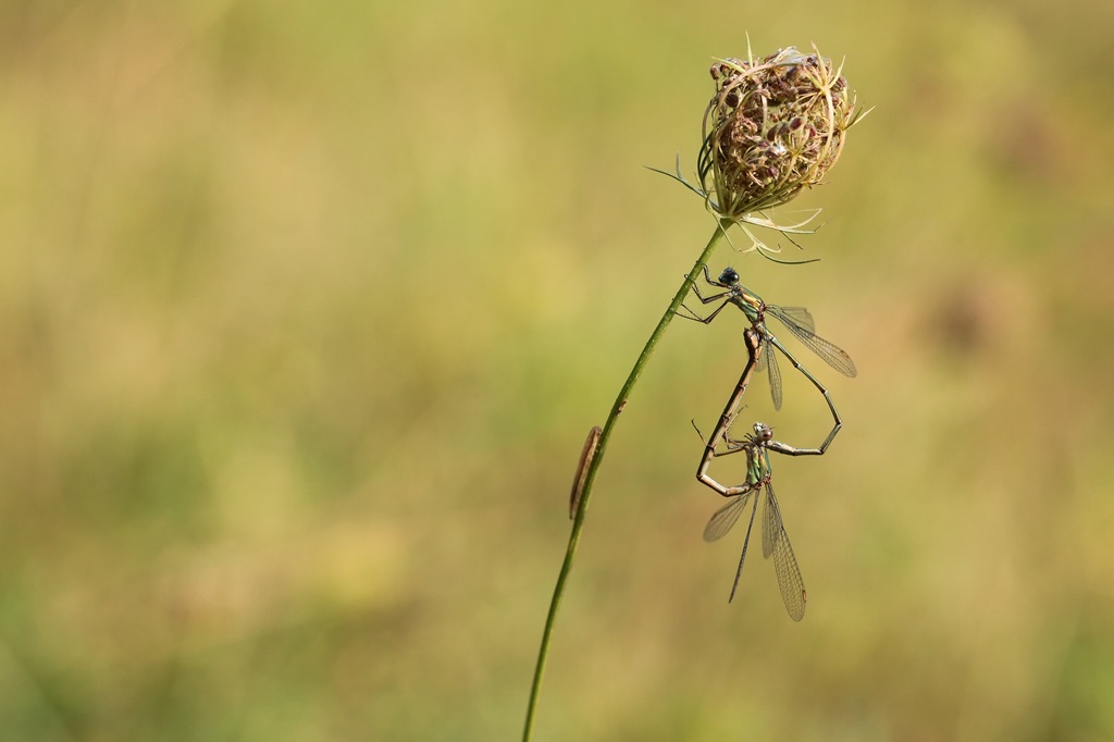 5 IMG_VIRIDIS.JPG