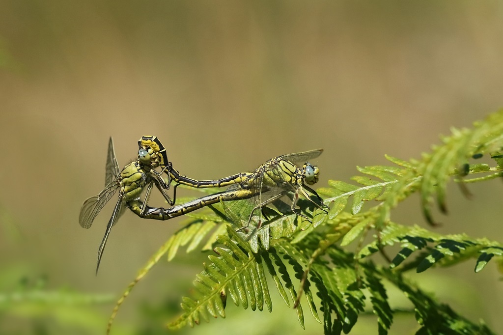 6 IMG_PULCHEL.JPG
