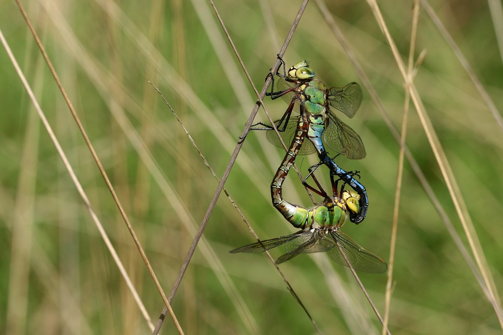 7 IMG_ANAX.JPG