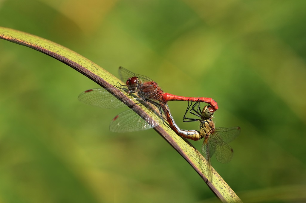 11 IMG_SANG1.JPG
