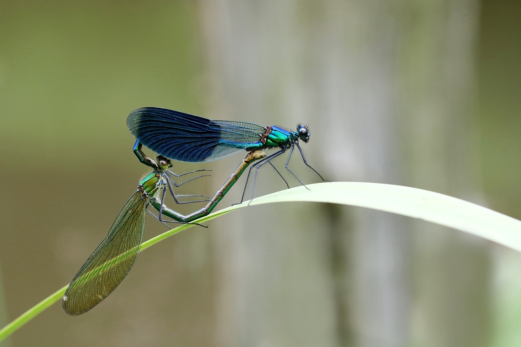 12 IMG_1706X.JPG