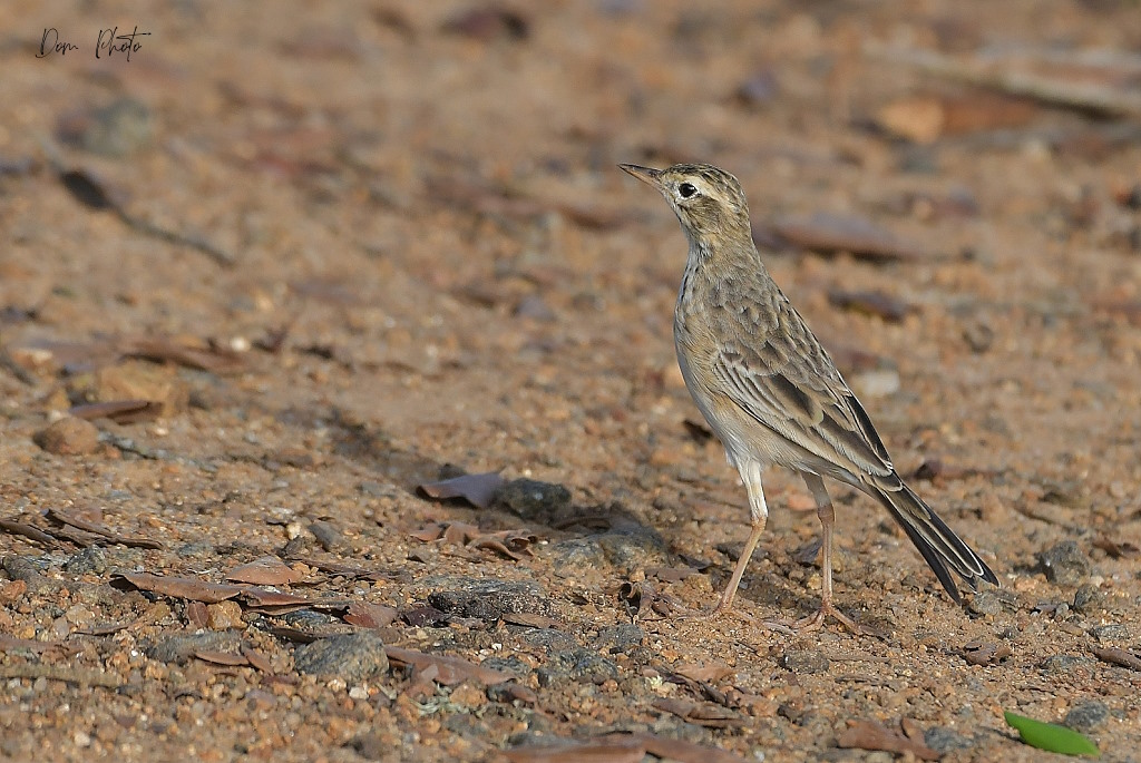 DSC_7785IN.jpg