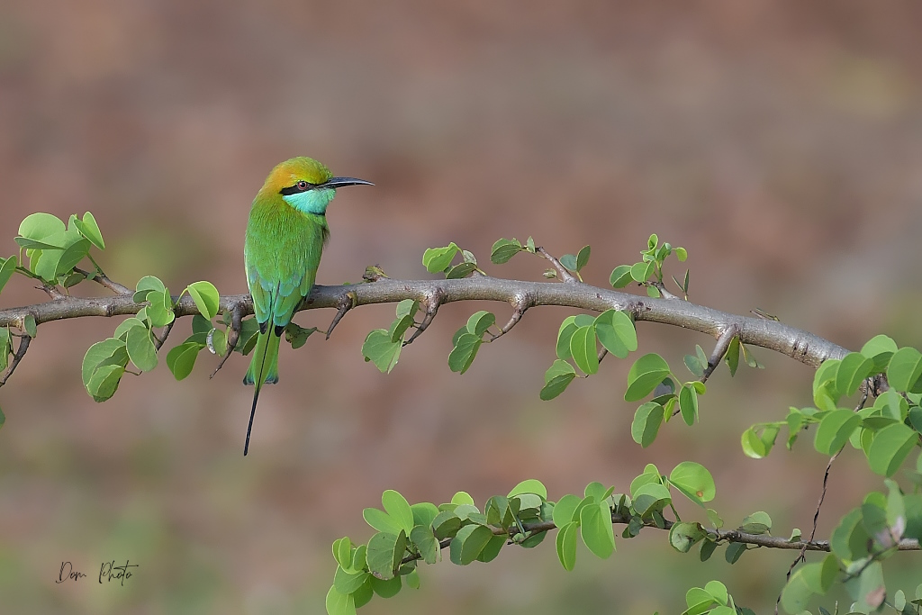 DSC_7766IN.jpg