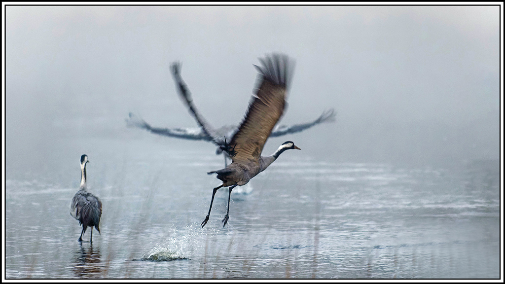 grue_cendree(1178).jpg