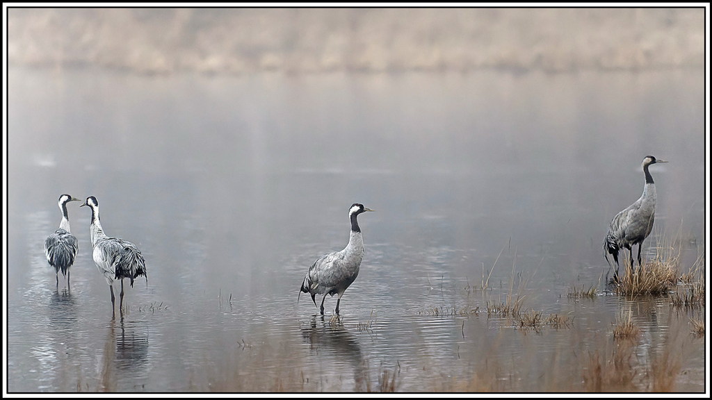 grue_cendree(1204).jpg